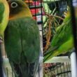 Solusi Lovebird Kusumo Mati, Tips Ampuh Pencegahan
