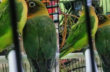 Solusi Lovebird Kusumo Mati, Tips Ampuh Pencegahan