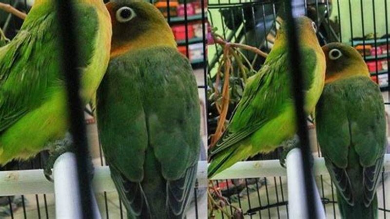 Solusi Lovebird Kusumo Mati, Tips Ampuh Pencegahan