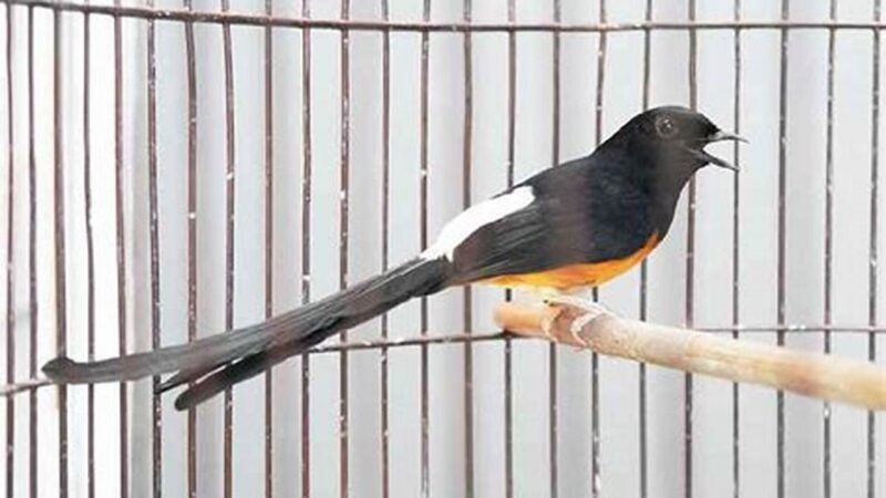 Solusi Murai Batu Lambat Panas, Penyebab & Solusinya
