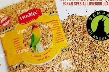 Makanan Lovebird Terbaik untuk Kicau Mania