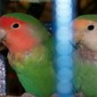 Tips Jitu Merawat Lovebird Mabung Agar Cepat Selesai