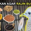 Makanan Terbaik Burung Perkutut untuk Kicau Mania
