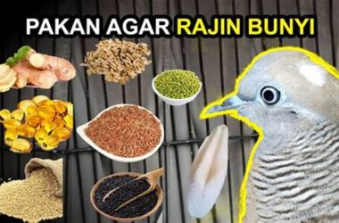 Makanan Terbaik Burung Perkutut untuk Kicau Mania