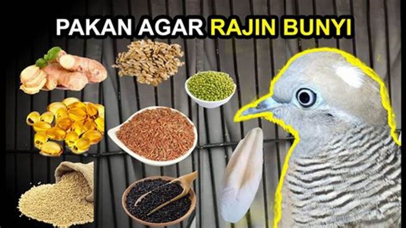Makanan Terbaik Burung Perkutut untuk Kicau Mania