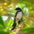 Rahasia Makanan Burung Kacer, Suara Gacor