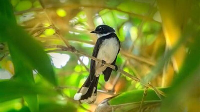 Rahasia Makanan Burung Kacer, Suara Gacor
