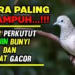 Rahasia Perkutut Gacor, Tips Cepat dan Ampuh