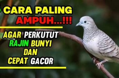 Rahasia Perkutut Gacor, Tips Cepat dan Ampuh