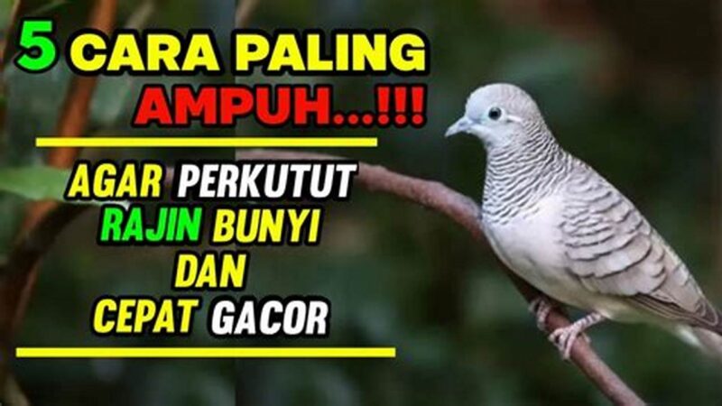 Rahasia Perkutut Gacor, Tips Cepat dan Ampuh
