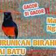 Turunkan Birahi Murai Batu Cepat & Ampuh