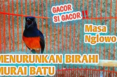 Turunkan Birahi Murai Batu Cepat & Ampuh