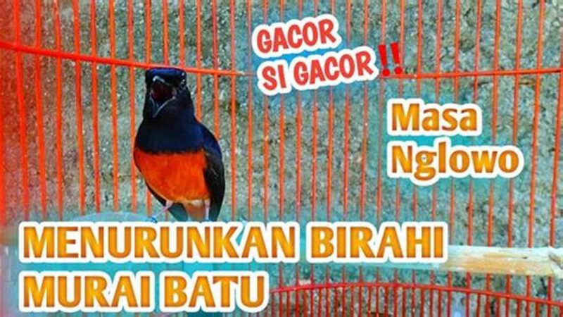 Turunkan Birahi Murai Batu Cepat & Ampuh