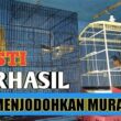 Sukses Menjodohkan Murai Batu, Tips Ampuh