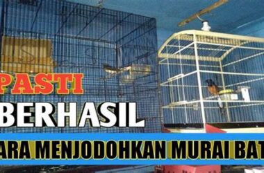 Sukses Menjodohkan Murai Batu, Tips Ampuh