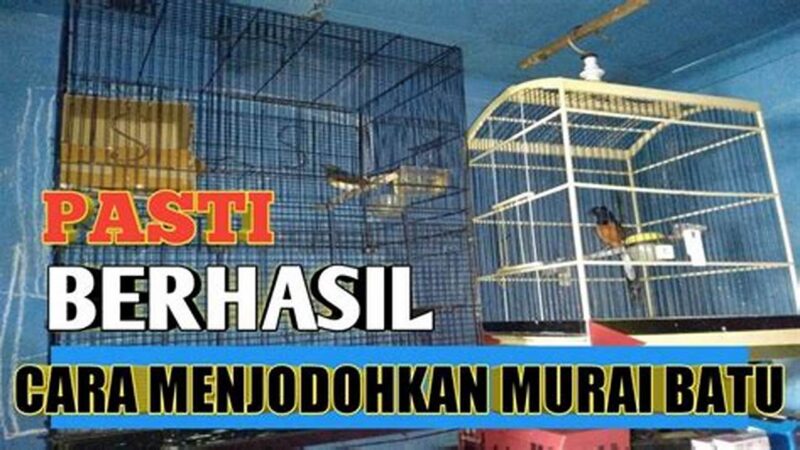 Sukses Menjodohkan Murai Batu, Tips Ampuh