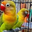 Panduan Lengkap Cara Merawat Lovebird untuk Pemula