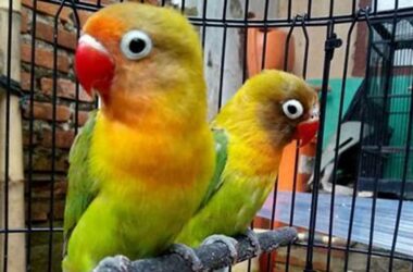 Panduan Lengkap Cara Merawat Lovebird untuk Pemula