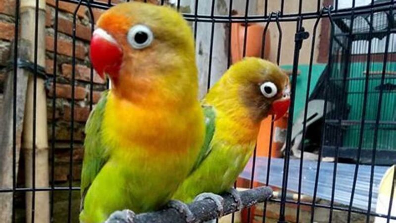 Panduan Lengkap Cara Merawat Lovebird untuk Pemula