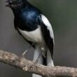 Panduan Lengkap Cara Merawat Burung Kacer untuk Pemula