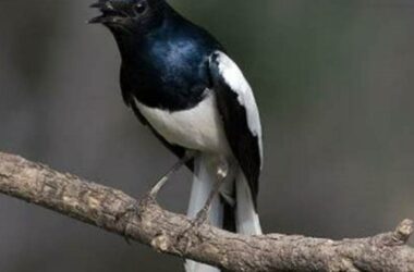 Panduan Lengkap Cara Merawat Burung Kacer untuk Pemula