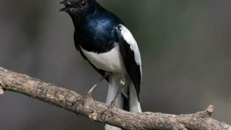 Panduan Lengkap Cara Merawat Burung Kacer untuk Pemula