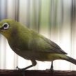 Panduan Lengkap Cara Merawat Burung Pleci untuk Pemula