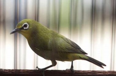 Panduan Lengkap Cara Merawat Burung Pleci untuk Pemula