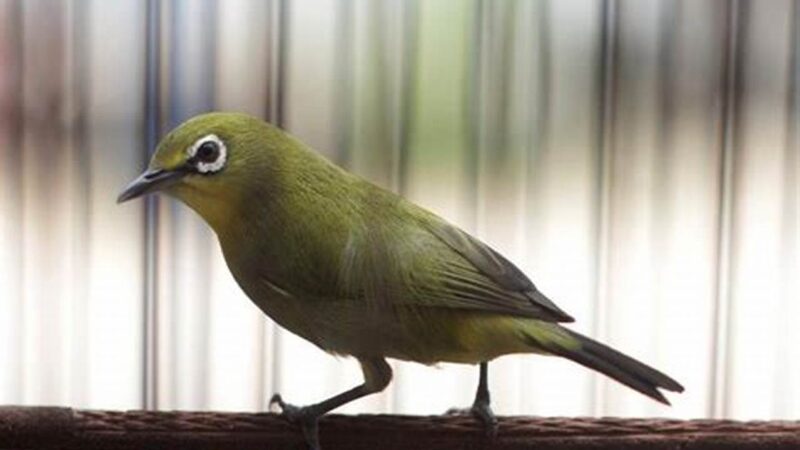 Panduan Lengkap Cara Merawat Burung Pleci untuk Pemula