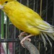 Panduan Lengkap Cara Merawat Burung Kenari untuk Pemula