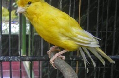 Panduan Lengkap Cara Merawat Burung Kenari untuk Pemula