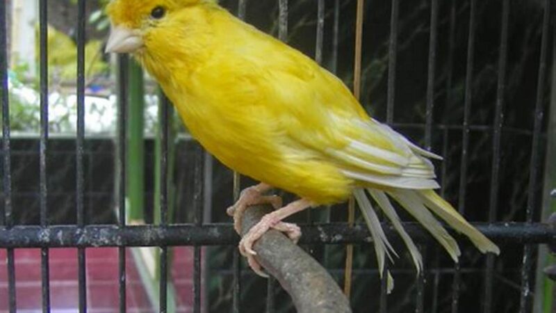 Panduan Lengkap Cara Merawat Burung Kenari untuk Pemula