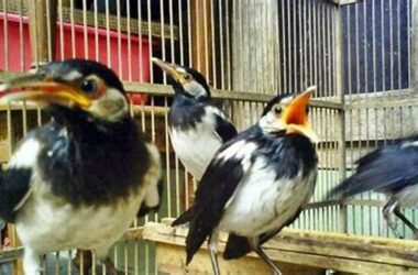 Sukses Ternak Jalak Suren, Panduan Lengkap
