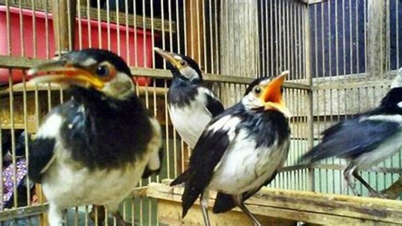 Sukses Ternak Jalak Suren, Panduan Lengkap