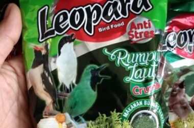 Aneka Makanan Burung Ciblek untuk Kicau Mania