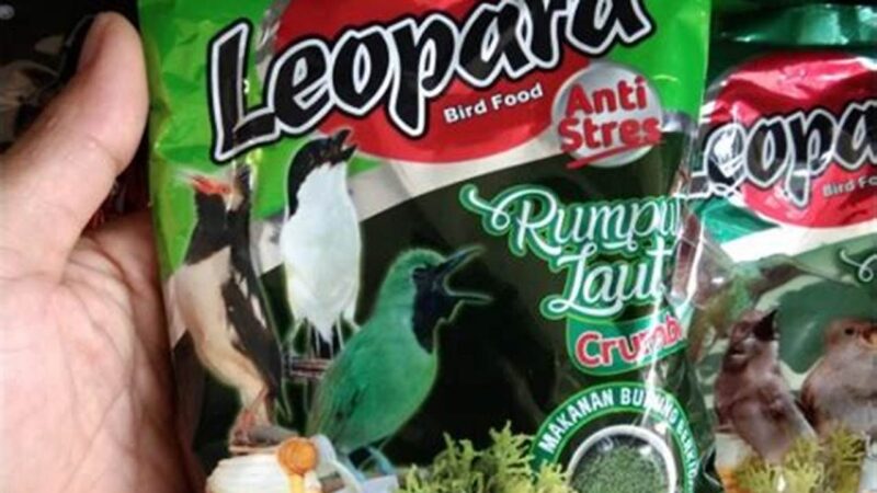 Aneka Makanan Burung Ciblek untuk Kicau Mania