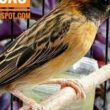 Makanan Burung Manyar Terbaik Untuk Kicau Mania