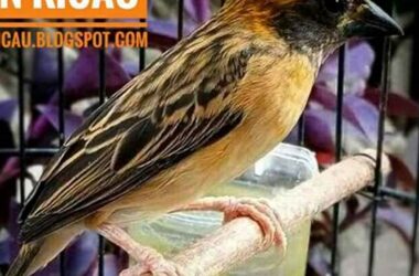 Makanan Burung Manyar Terbaik Untuk Kicau Mania