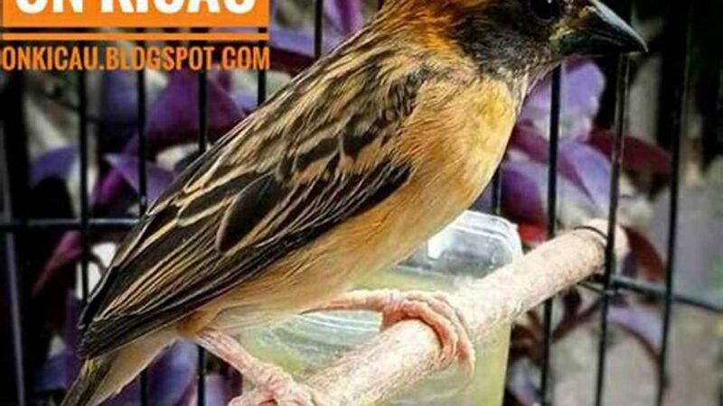 Makanan Burung Manyar Terbaik Untuk Kicau Mania