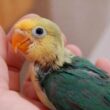 Umur Lovebird, Panduan Lengkap untuk Kicau Mania