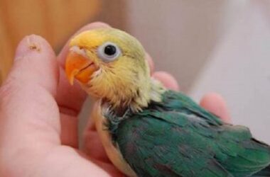 Umur Lovebird, Panduan Lengkap untuk Kicau Mania