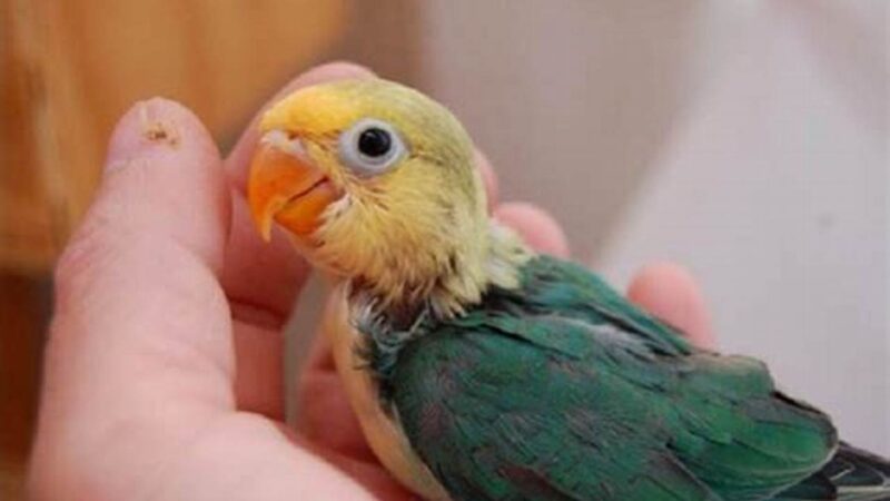 Umur Lovebird, Panduan Lengkap untuk Kicau Mania