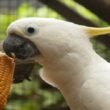 Pilihan Makanan Terbaik untuk Burung Kakak Tua Anda