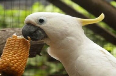 Pilihan Makanan Terbaik untuk Burung Kakak Tua Anda