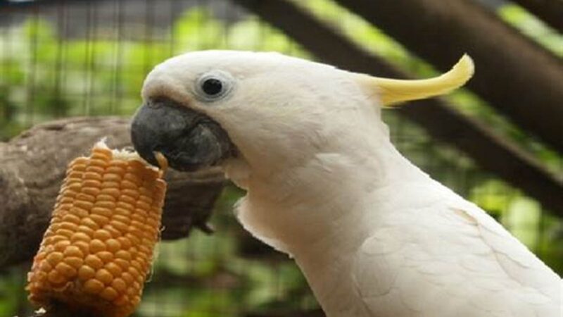 Pilihan Makanan Terbaik untuk Burung Kakak Tua Anda
