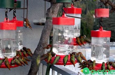 Resep Makanan Burung Kolibri Alami & Sehat