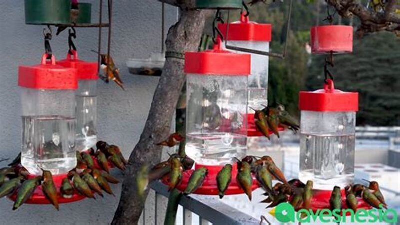 Resep Makanan Burung Kolibri Alami & Sehat