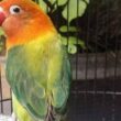 Atasi Lovebird Betina Konslet, Tips Ampuh Kicau Mania