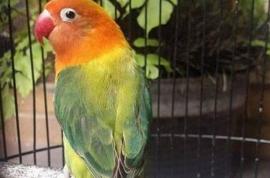 Atasi Lovebird Betina Konslet, Tips Ampuh Kicau Mania