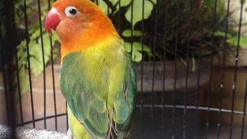 Atasi Lovebird Betina Konslet, Tips Ampuh Kicau Mania